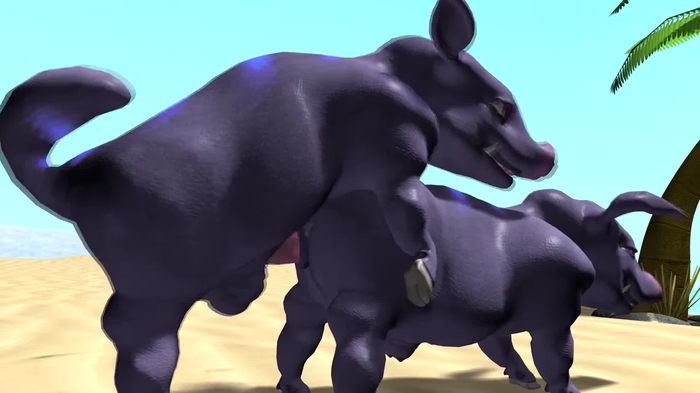 Domestic pig