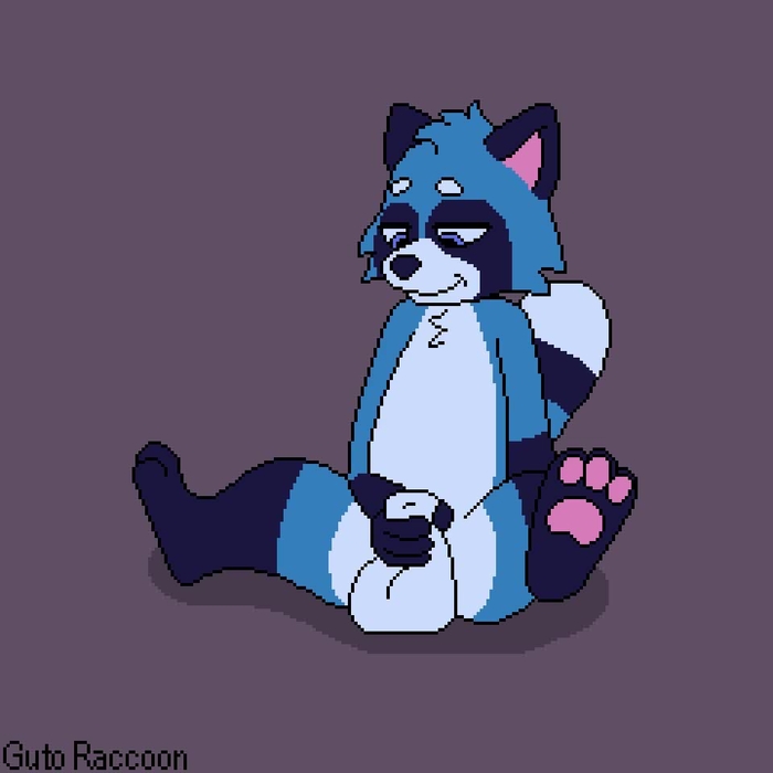 guto raccoon